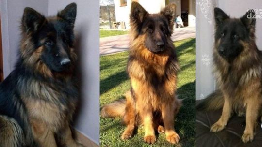 10 tys. zł. za odnalezienie psa - szukają od miesięcy