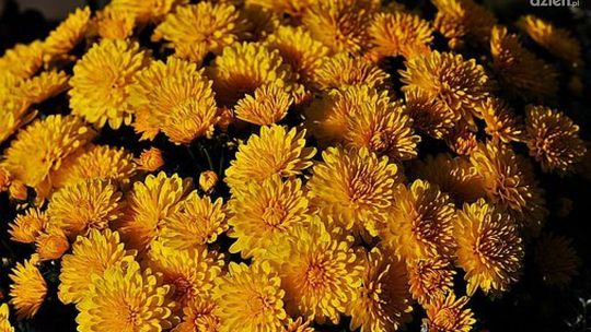 20 zł za chryzantemę doniczkową, a 3 za ciętą. Wydano rozporządzenie