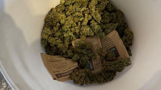 27-latek zatrzymany za nielegalną uprawę konopi. Grozi mu 20 lat więzienia