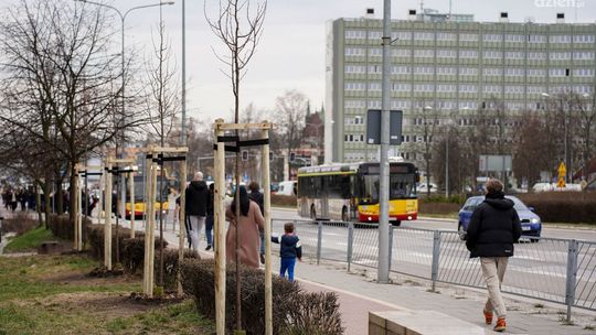 39 nowych drzew na kieleckich ulicach
