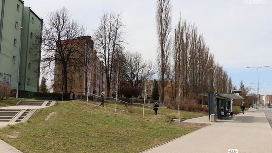 39 nowych drzew na kieleckich ulicach