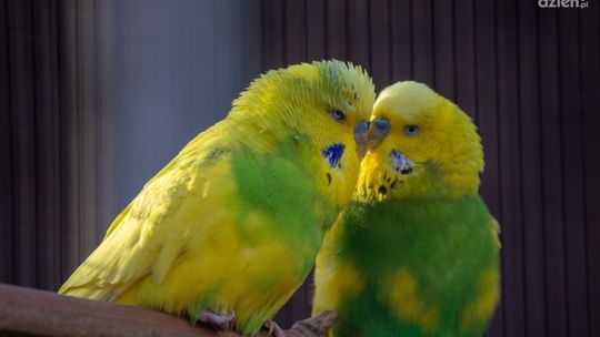 44 egzotyczne zwierzęta zarejestrowane