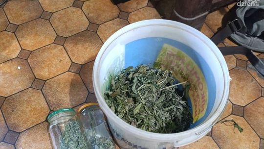 700 gramów marihuany u 52-latka 