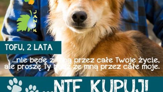 Adoptuj- nie kupuj!- akcja ostrowieckiego schroniska dla zwierząt