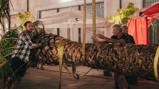 Afrykańskie palmy dotarły do Kielc