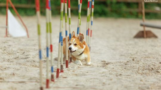 Akcesoria przydatne do szkolenia i nauki psa – sprawdź!
