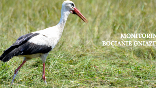 Akcja monitorowania gniazd bociana białego. Dołącz, obserwuj i wygraj nagrody