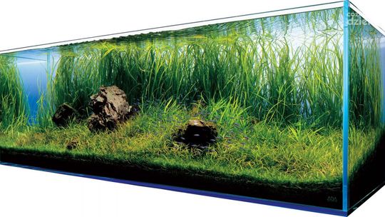 Akwarystyka dla początkujących