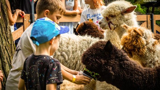 Alpaki w Dworku Binkowskim – rodzinna atrakcja, która podbiła Kielce