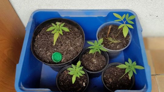 Amfetamina, susz marihuany i konopie indyjskie w mieszkaniu