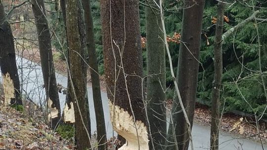 Artyści podgryzacze