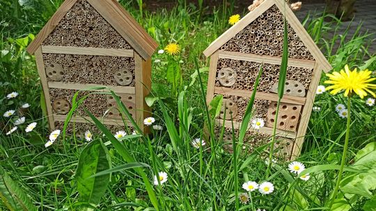 Atrakcyjne nagrody czekają na uczestników konkursu "Pszczoły- nasze życie"