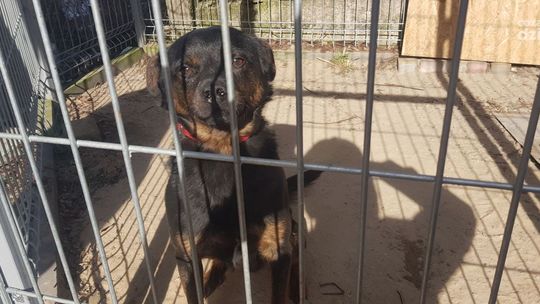 Barbara Pastuszka: epidemia koronawirusa to problemy schronisk dla zwierząt