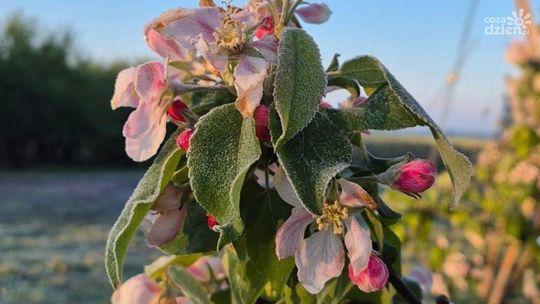 Będą odszkodowania dla rolników za uprawy zniszczone przymrozkami  