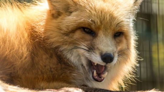 Będą szczepić lisy 