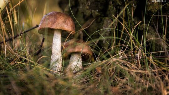 Bezpieczne grzybobranie – apel Policji