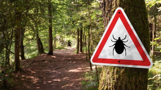 Bezpieczne spacery po naturze. Jak unikać kleszczy i zmniejszyć ryzyko ugryzienia?