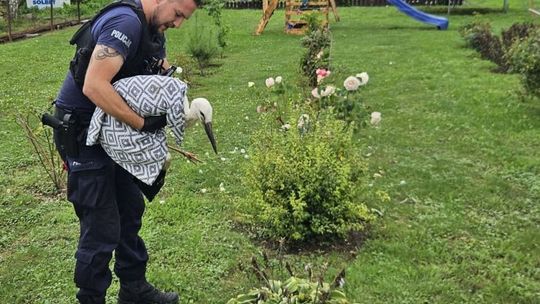 Bocian z uszkodzonym skrzydłem i sarna ze złamaną nogą znalazły pomoc w... policjantach z Dwikozów