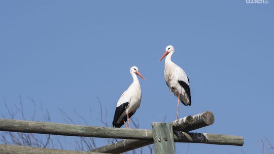 Bociany odlatują do ciepłych krajów – w tym roku wcześniej niż zwykle