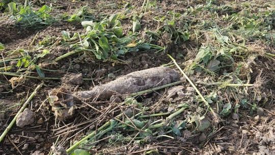 Bomba z II Wojny Światowej na polu w gminie Iwaniska
