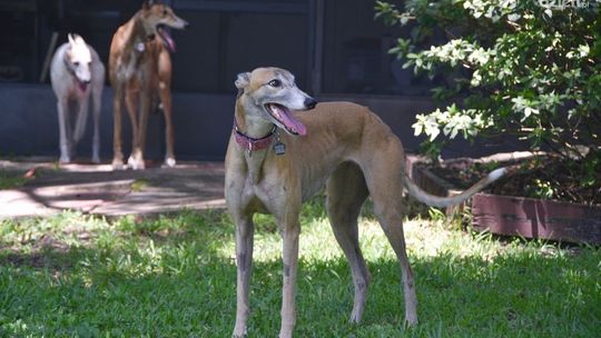 Chcesz mieć charta? Najpierw zezwolenie