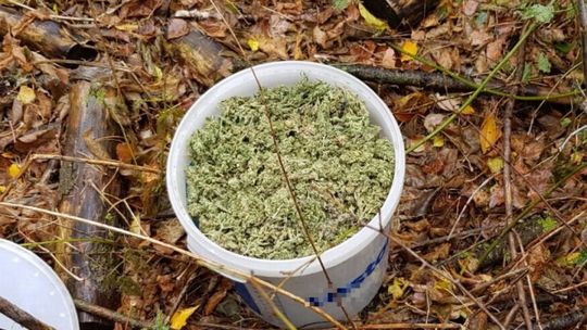 ĆMIELÓW - wiaderka z marihuaną i areszt