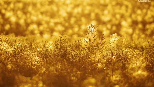 Co stosować na chwasty w warzywach?