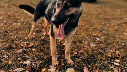 Czworonożny funkcjonariusz w ostrowieckiej komendzie 