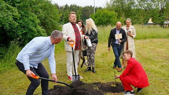 Dąb Bartek z Zagnańska ma swojego potomka w Kielcach! 