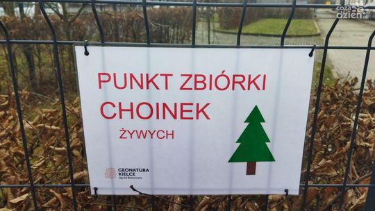 
„Daj choince drugie życie” – Miejska akcja zbiórki żywych choinek w Kielcach