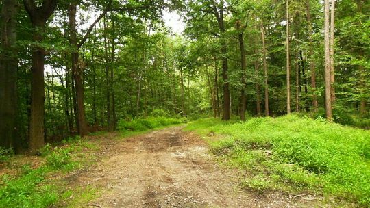 Deszcz zmniejszył zagrożenie pożarowe w ostrowieckich lasach