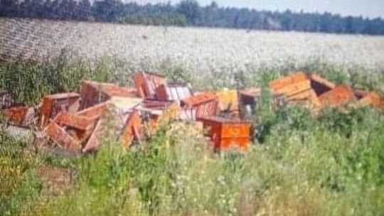 Dewastacja uli! Ucierpiało 300 pszczelich rodzin