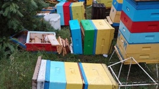 Dewastacji uli ciąg dalszy – teraz zniszczono pasiekę w Tarnówku