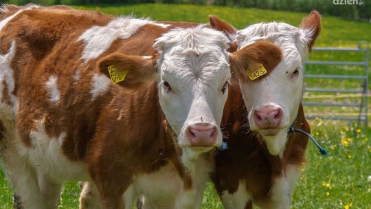 Dobrostan zwierząt – przypomnienie o obowiązkowym szkoleniu dla rolników