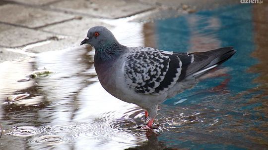 Dotacje dla mieszkańców Gminy Morawica na zakup i montaż zbiorników na wody opadowe