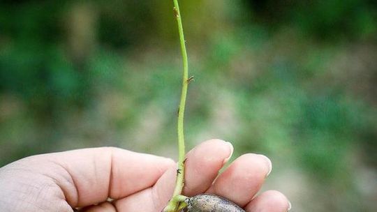 Drzewko za makulaturę