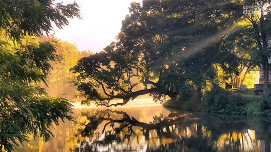 Drzewo 2025 roku wybrane – zwyciężył 110-letni wiąz szypułkowy z Szydłowca