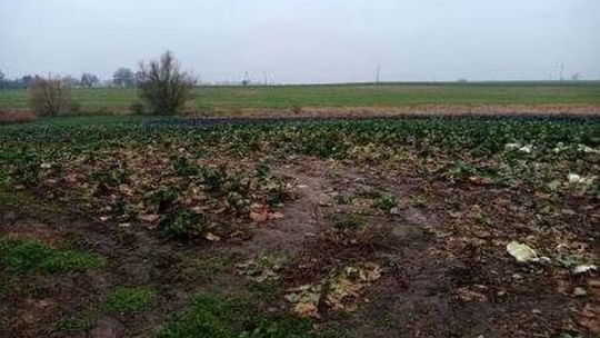 Dwaj seniorzy wpadli na kradzieży... kapusty