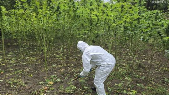 Dwie plantacje i blisko 40 kilogramów narkotyków