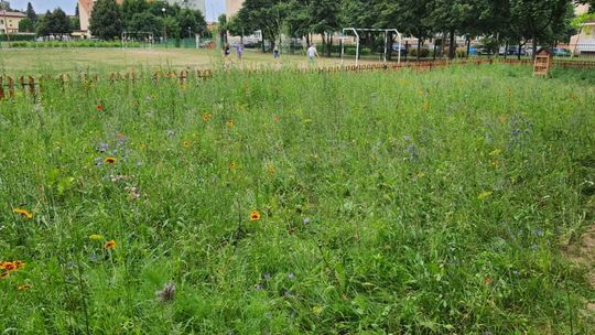 Działania proekologiczne Rady Osiedla Pułanki
