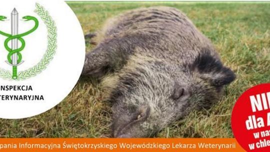 Dzik zakażony ASF w pow. starachowickim