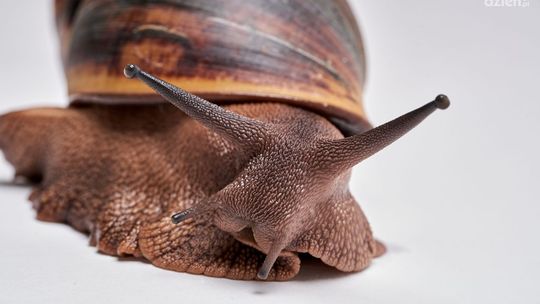 Egzotyczne zwierzęta i jak je znaleźć