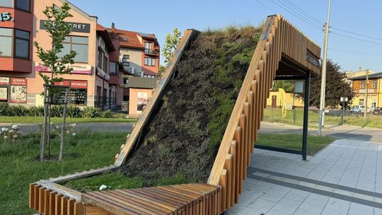 Ekowiaty na ostrowieckich przystankach 