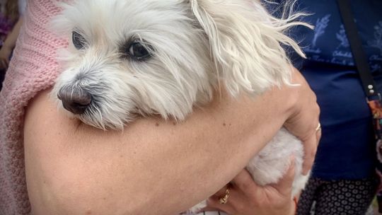 Falko wyrzucony z balkonu. Kulisy szokującego uprowadzenia