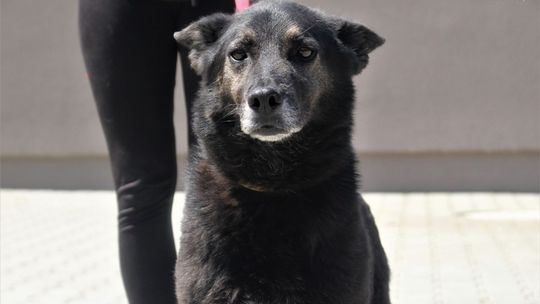 Fatalny stan bytowy 34 psów na posesji 69- latka