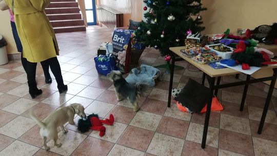 Finał zbiórki karmy PACZKA DLA ZWIERZACZKA