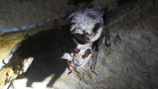 Gacek szary i nocek duży mieszkańcami "Krzemionek"