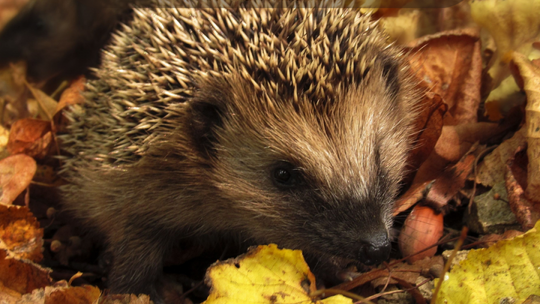 Gdzie chodzą jeże?
