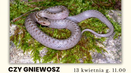 Gniewosz będzie bohaterem kolejnej soboty w muzeum 