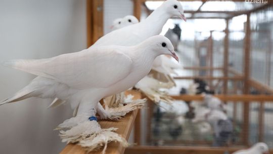 Gołębie rasowe przylecą do Targów Kielce!